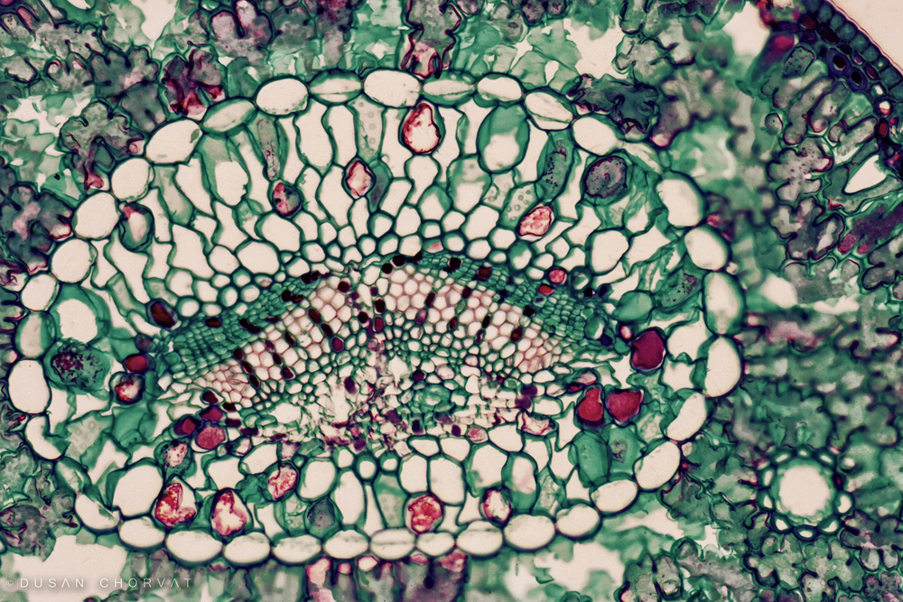 ~/getmedia/813bc0c9-5694-4d6d-9014-47b06f24af65/caleidoscope.jpg.aspx?width=1800&height=1200&ext=.jpg